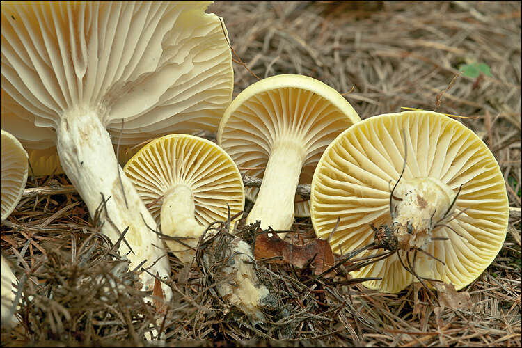 Image of Hygrophorus