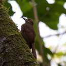 Image of Plain-brown Woodcreeper