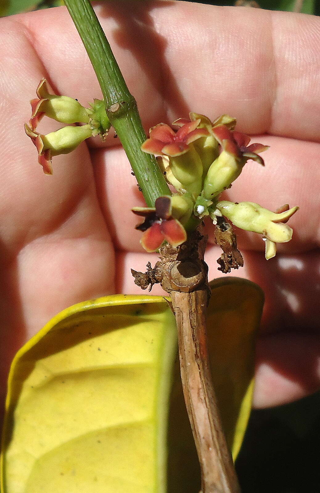 Image of Marsdenia hilariana Fourn.