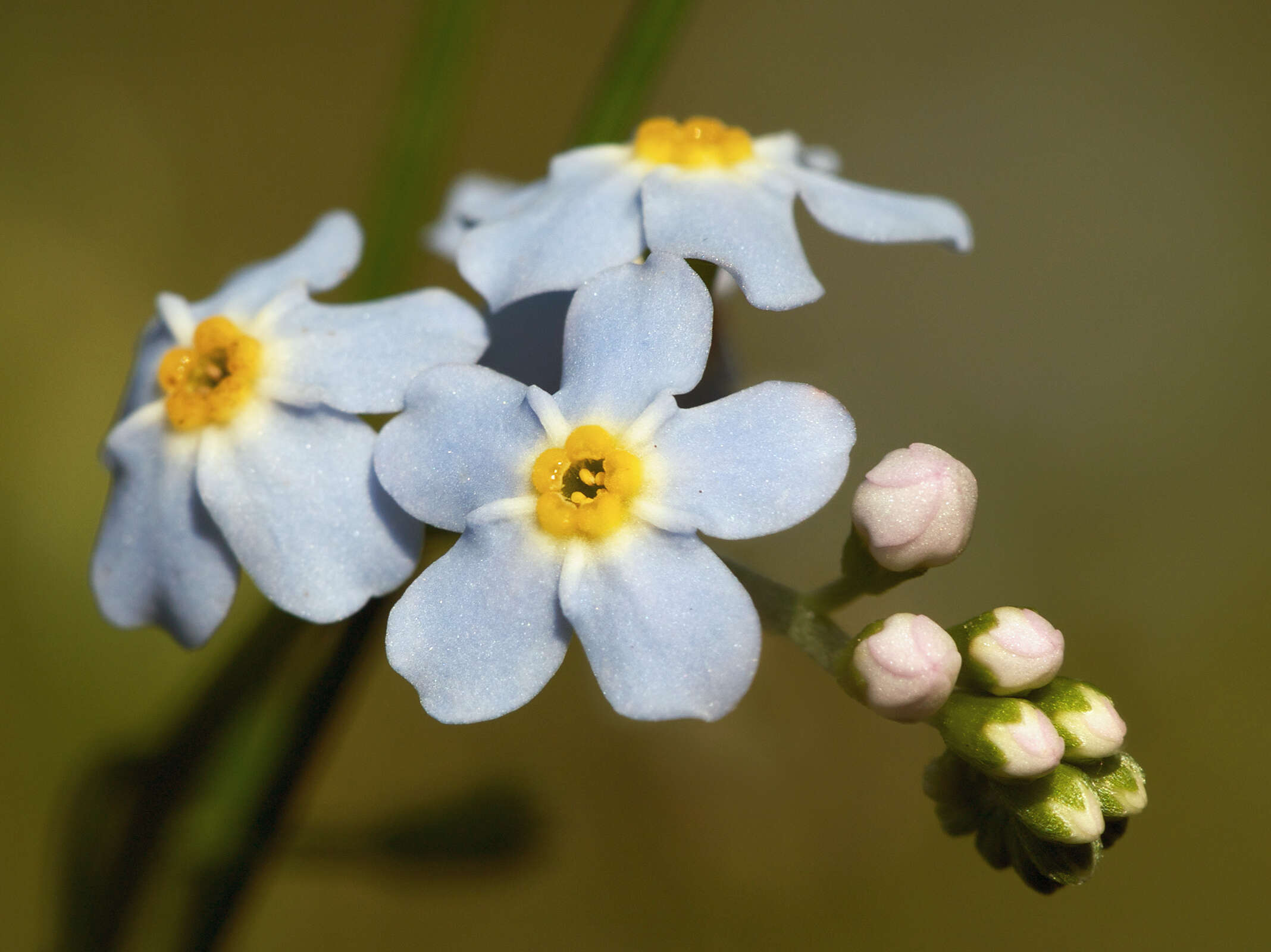 Image of forget-me-not