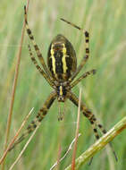 Imagem de Argiope bruennichi (Scopoli 1772)