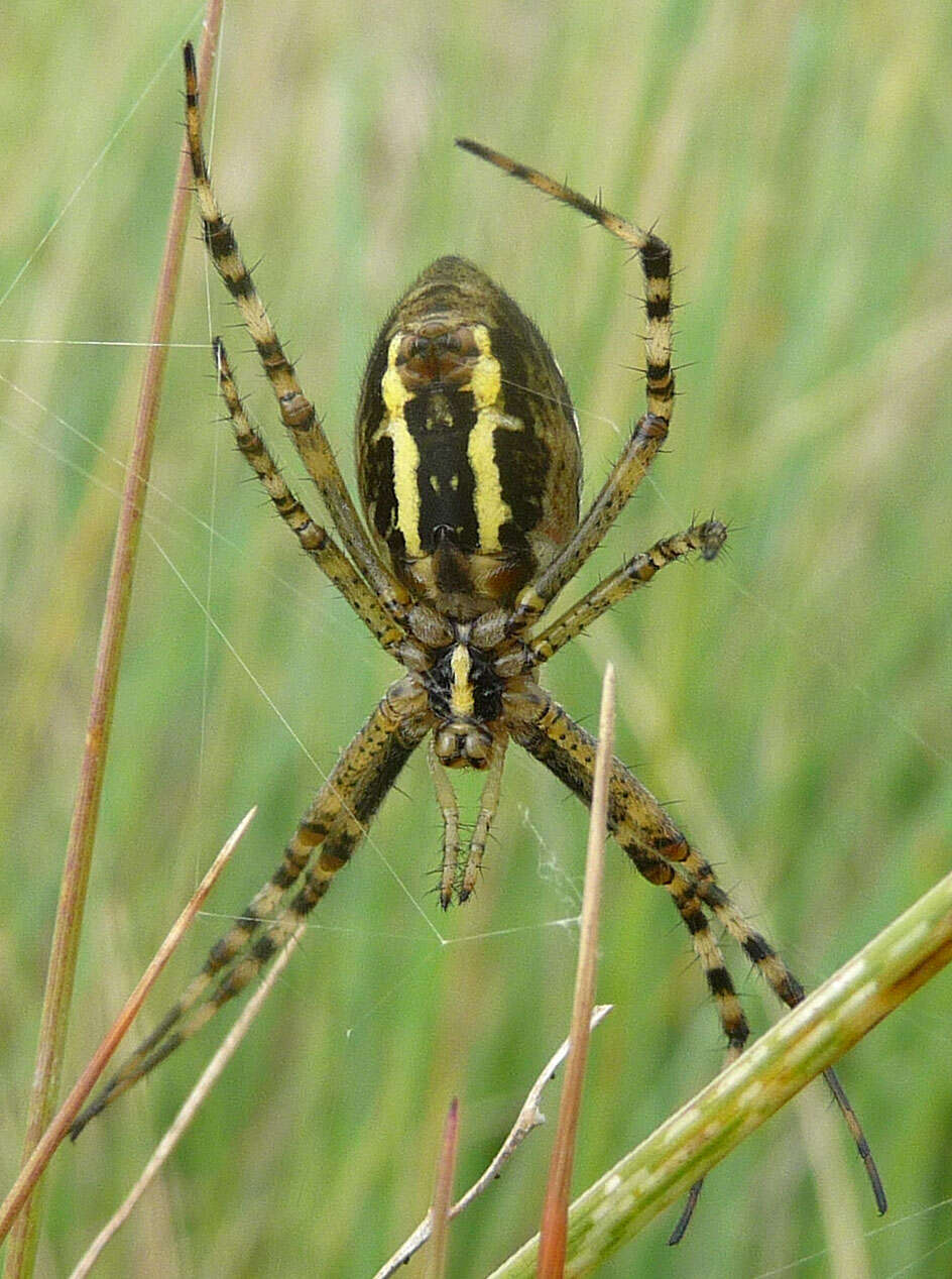 Image of Barbary Spider