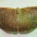 Image of Cyphoedma transvolutata Walker 1860