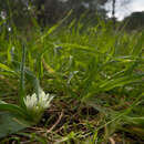 Image of Dwarf garlic