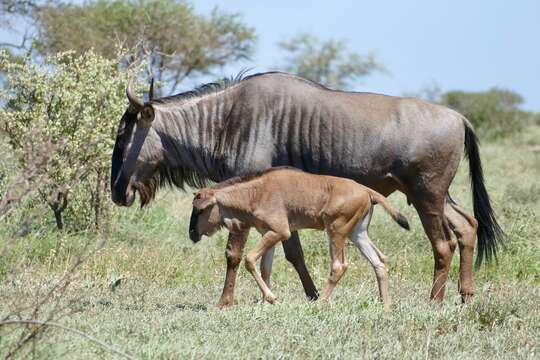 Image of wildebeest