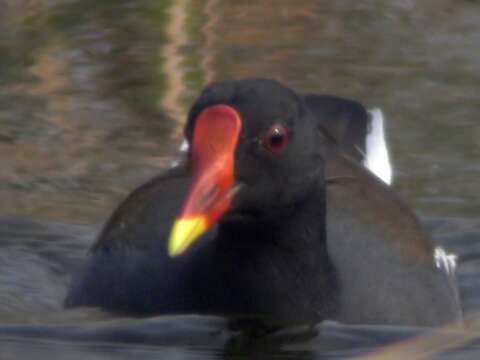 Image of Common Moorhen