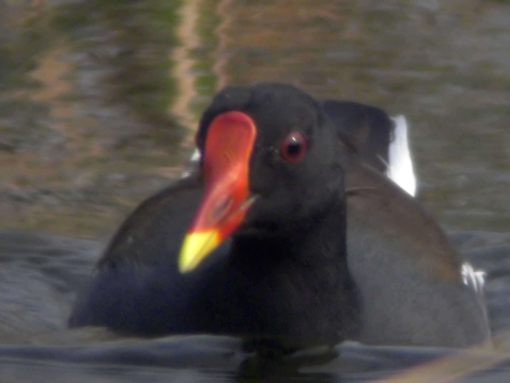 Image of Common Moorhen