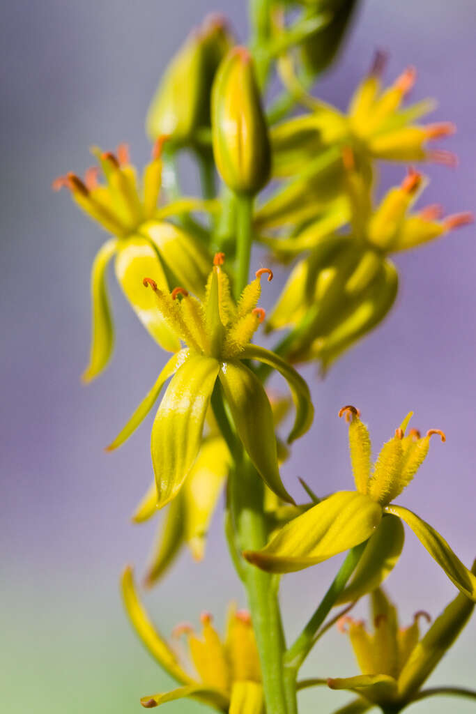 Image of asphodel