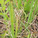 Image of Dactylorhiza incarnata subsp. incarnata