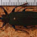 Image of Demochroa lacordairei Thomson 1859