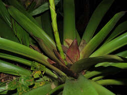 صورة Werauhia gladioliflora (H. Wendl.) J. R. Grant