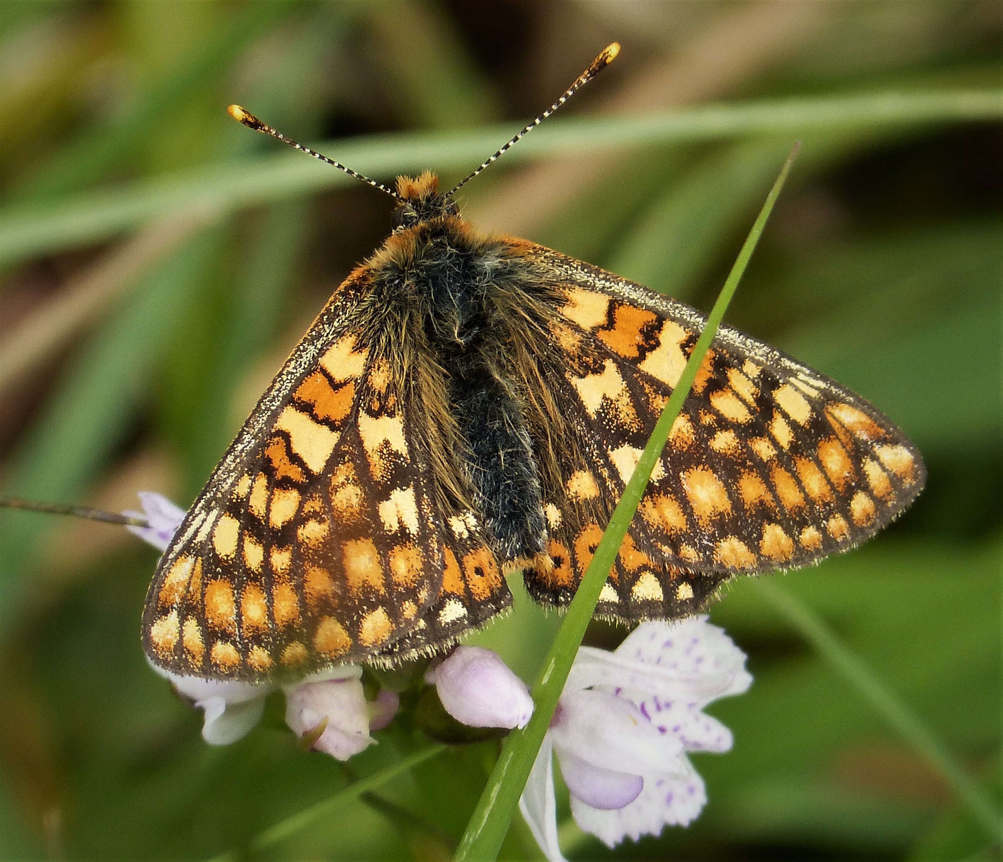 Image of Euphydryas aurinia