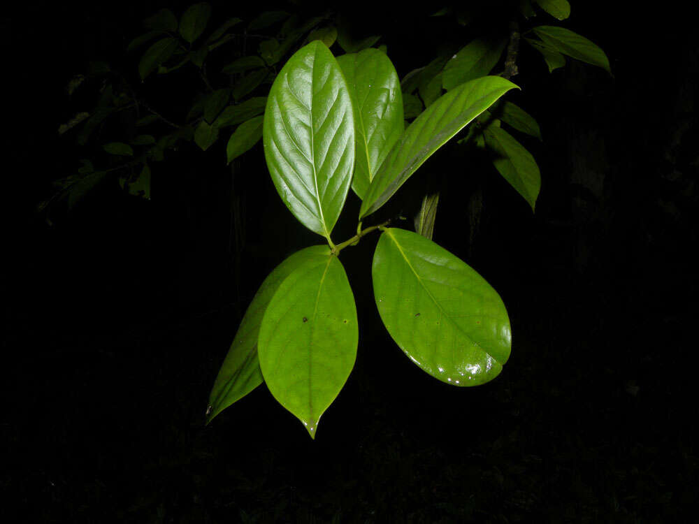 Image of Schlegelia parviflora (Oerst.) Monach.