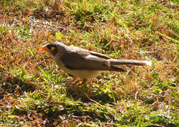 Image of Noisy Miner