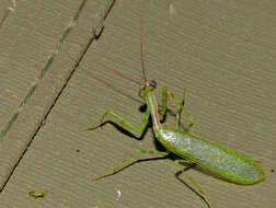 Image de Miomantis