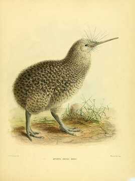 Image of Little Spotted Kiwi