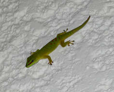 Image of Phelsuma