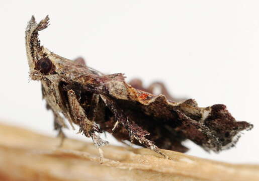 Image of Trumpet Vine Moth