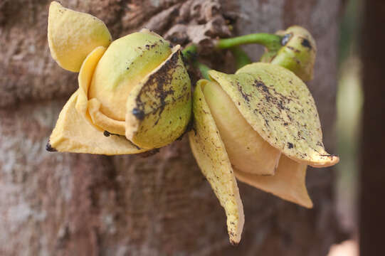 Image of soursop