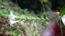 Imagem de Epidendrum fimbriatum Kunth