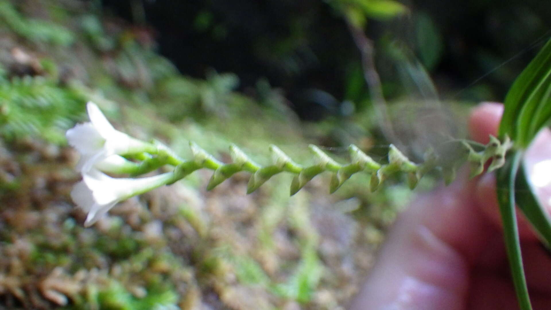 Imagem de Epidendrum fimbriatum Kunth