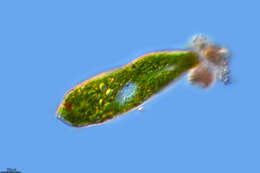 Imagem de Euglena ehrenbergii Klebs 1883