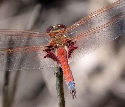 Image of Saddlebags gliders