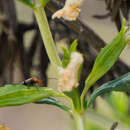 Image of Orange Bush-Monkey-Flower