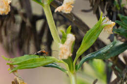 Image of bush monkeyflower