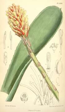 Image of Aechmea comata (Gaudich.) Baker