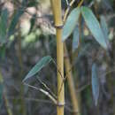 Image of Phyllostachys pubescens pubescens