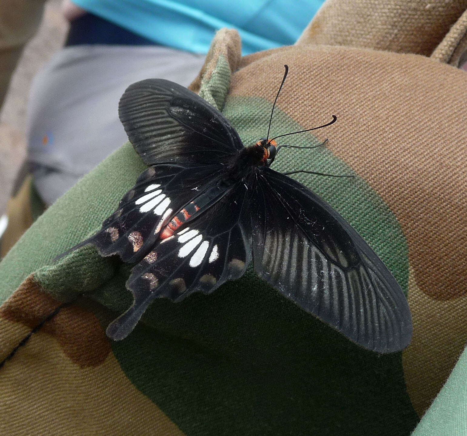 Image of Red-bodied swallowtails