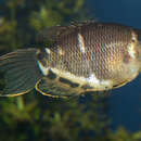 Image of Chocolate gourami