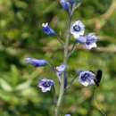 Image of Brimeura amethystina (L.) Chouard