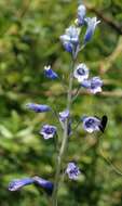 Image of Brimeura amethystina (L.) Chouard