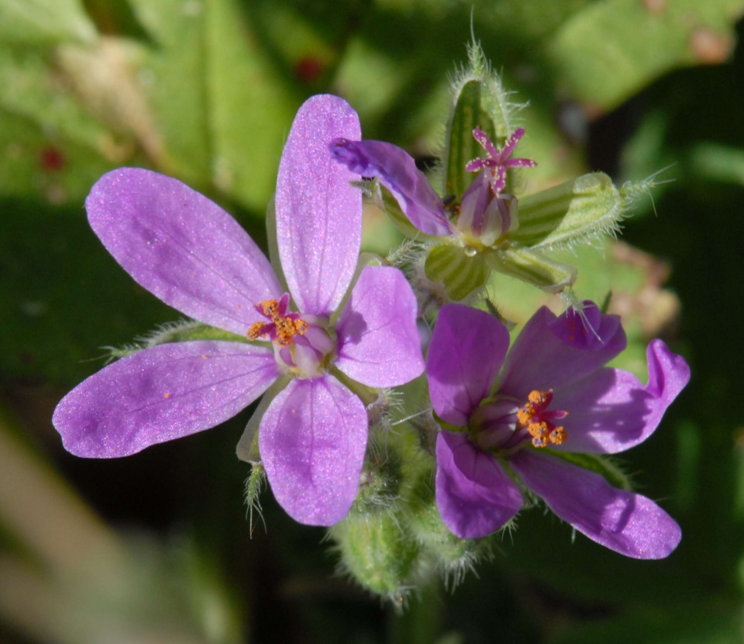 Image of Erodium chium (Burm. fil.) Willd.