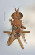 Image of Sciomyzoidea