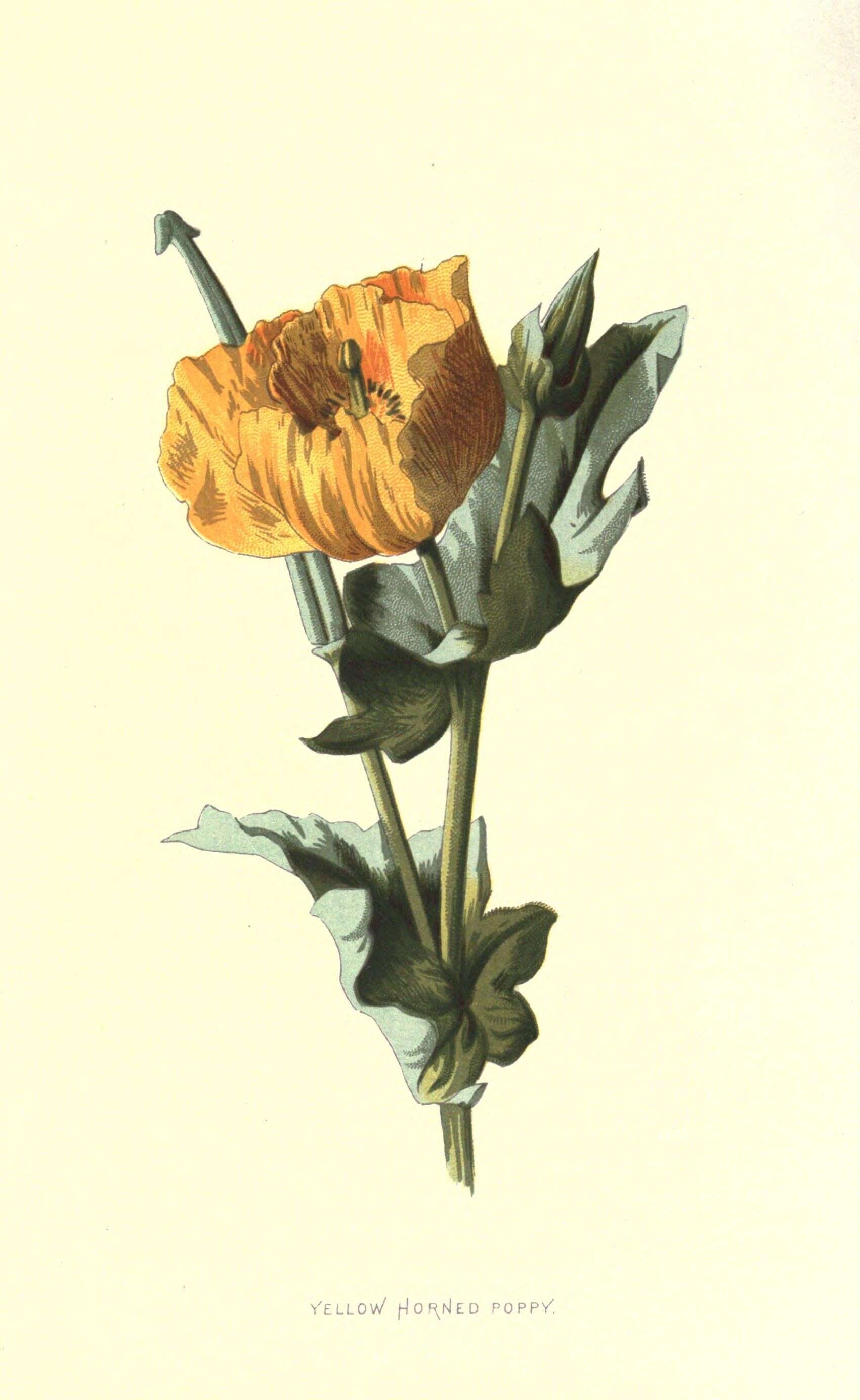 Image of hornpoppy