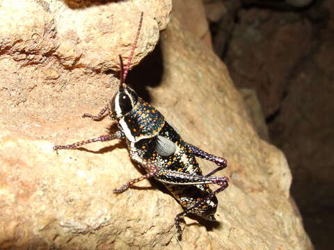 Image of gaudy grasshoppers