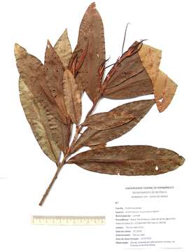 Image of Erythroxylum mucronatum Benth.