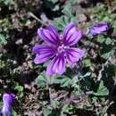 Imagem de Malva sylvestris L.