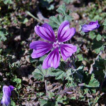 Image of high mallow