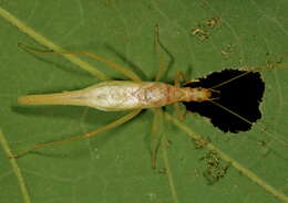 Image of Two-spotted Tree Cricket