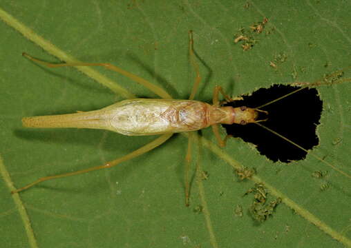 Image of Two-spotted Tree Cricket