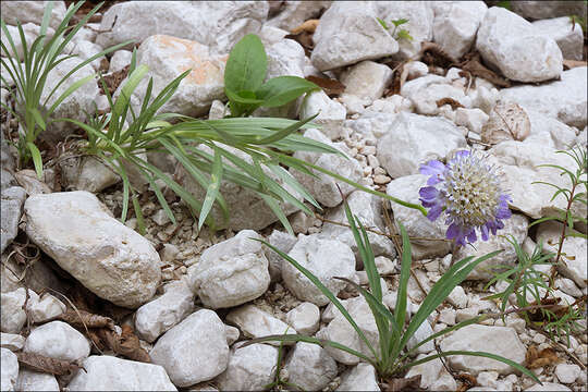 Imagem de Lomelosia graminifolia (L.) W. Greuter & Burdet