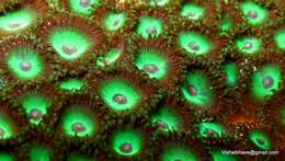 Image of Zoantharia