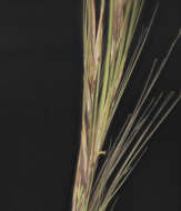 Image of spike dropseed