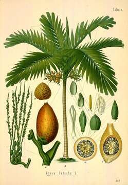 Image of betel palm