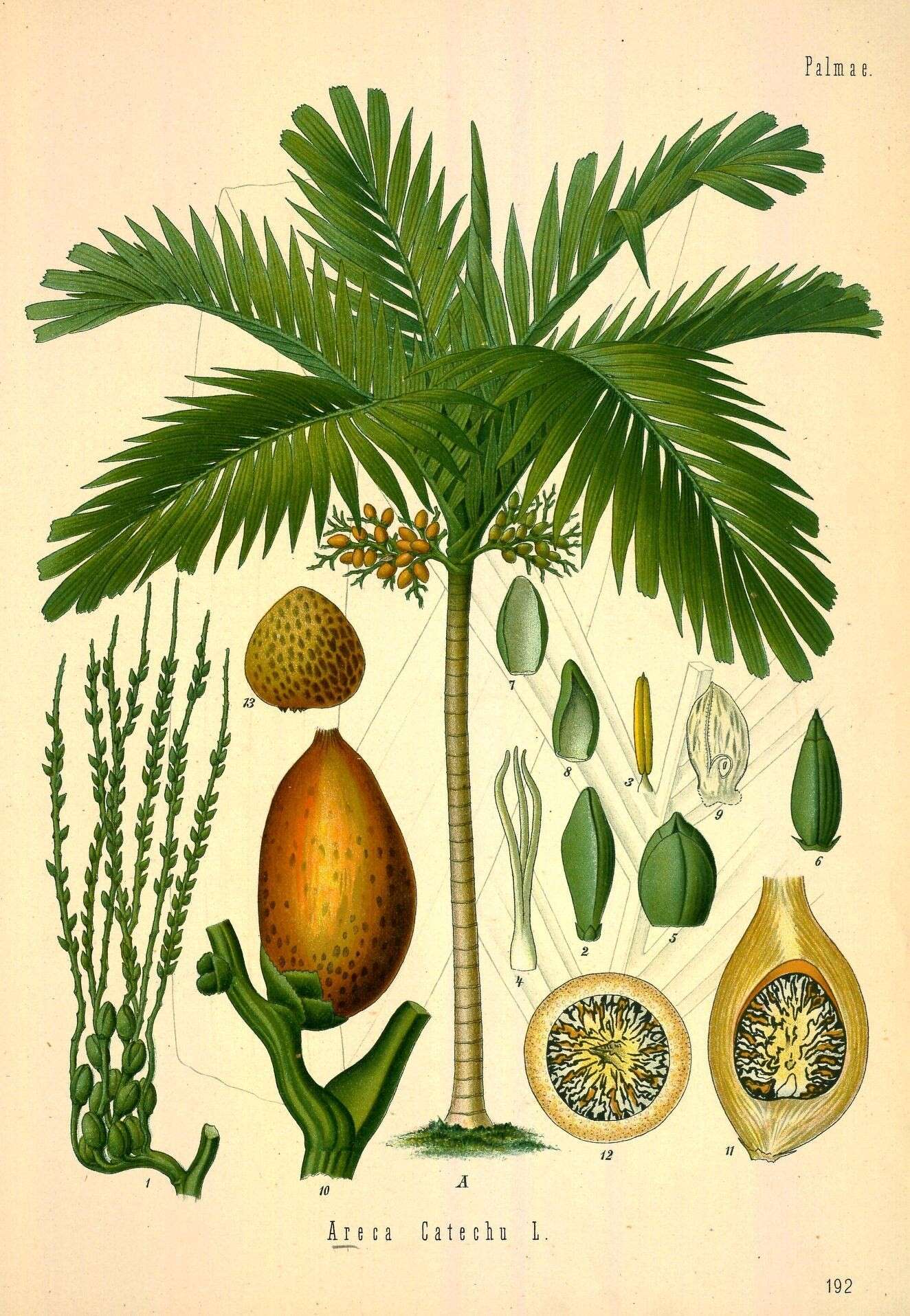 Image of Betel Nut Palms