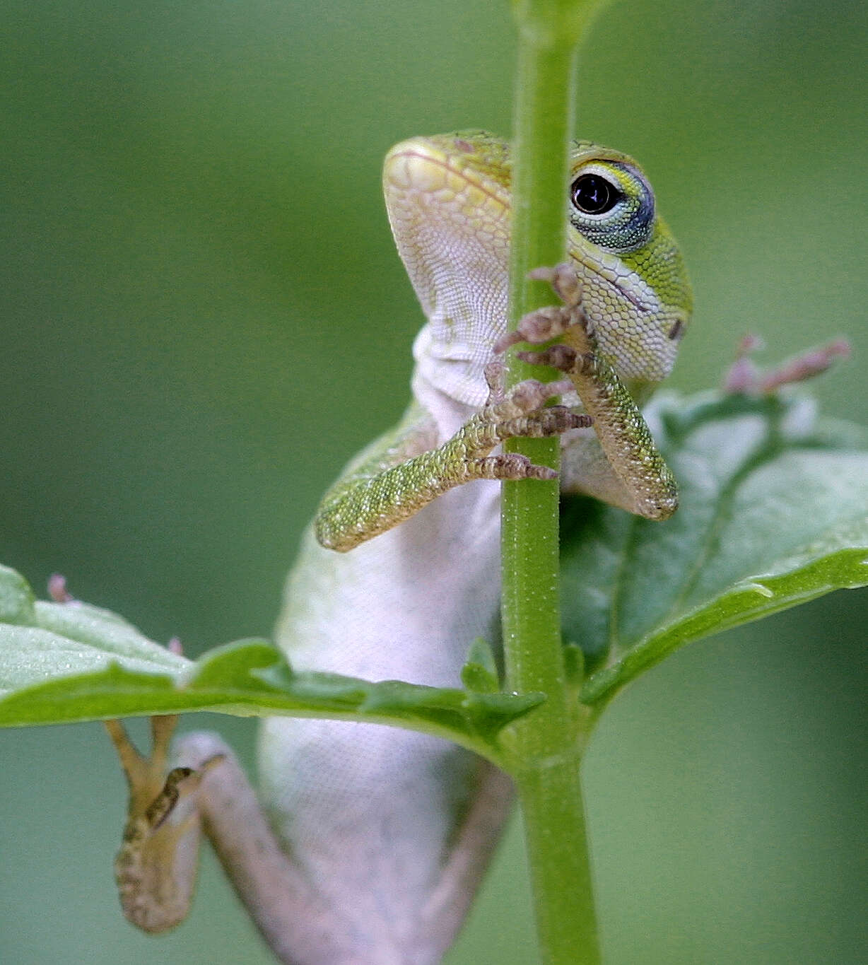 صورة Dactyloidae